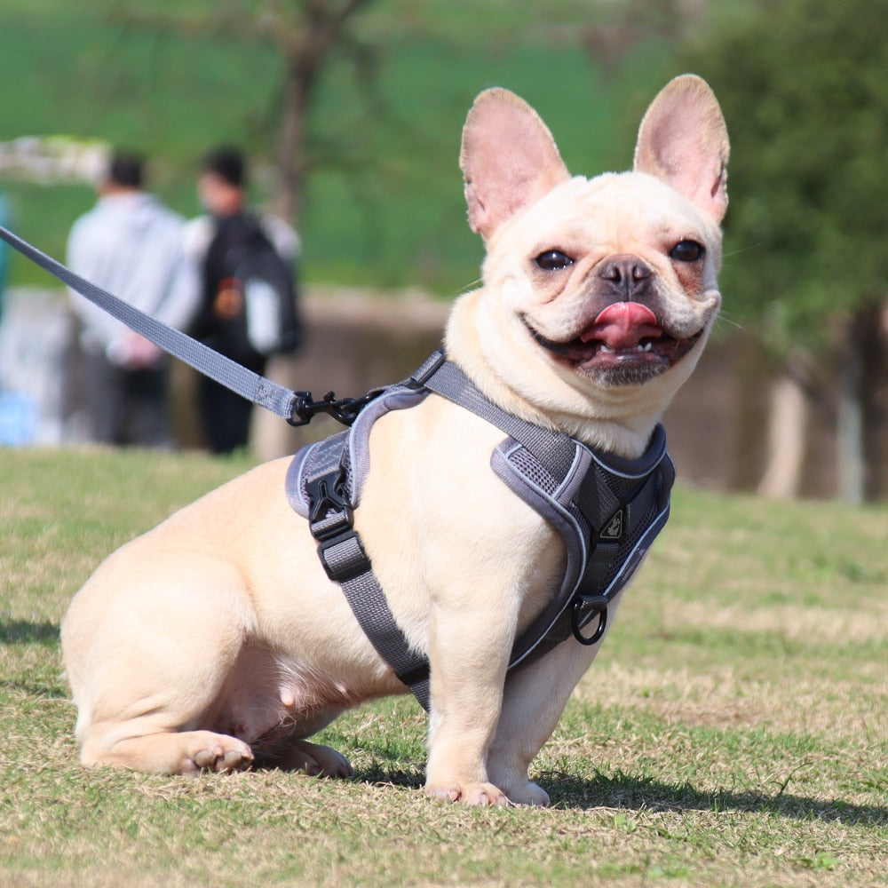 Adjustable Reflective Traction Leash Set