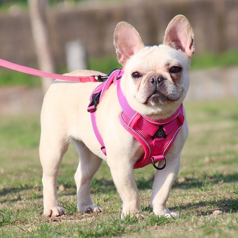 Adjustable Reflective Traction Leash Set