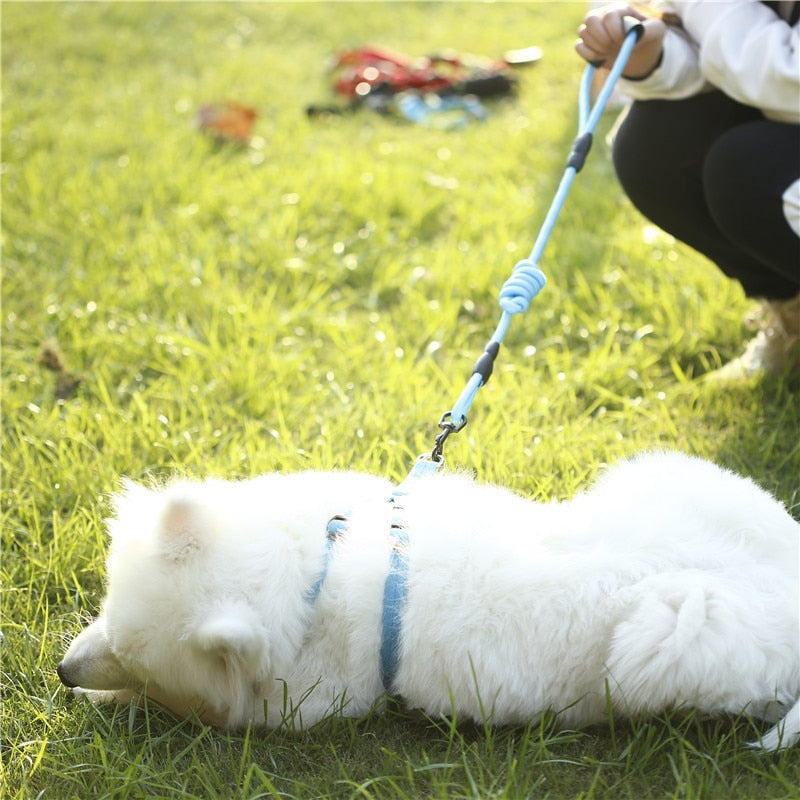 Leash Running Or Training Dog Collar
