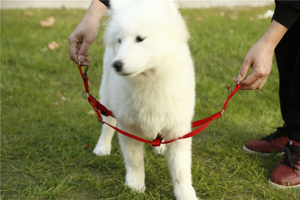 Leash Running Or Training Dog Collar