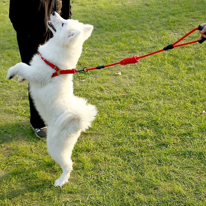 Leash Running Or Training Dog Collar