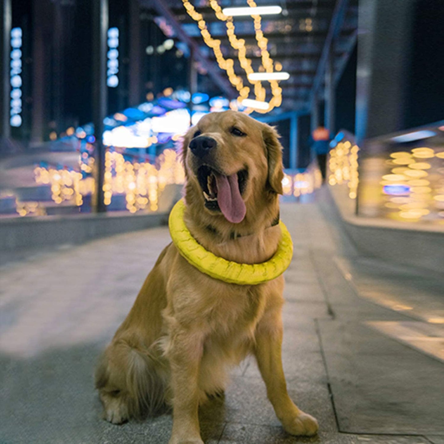 Pet Flying Training Ring