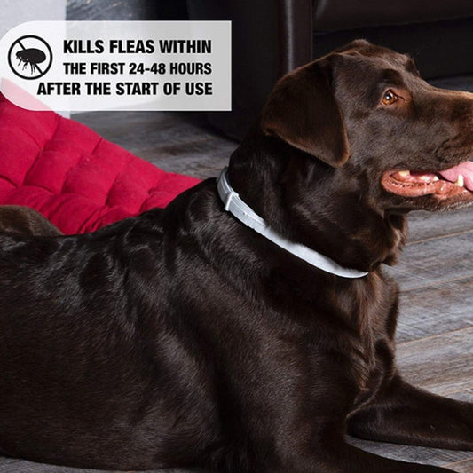 Dog Anti Flea Tick Collars