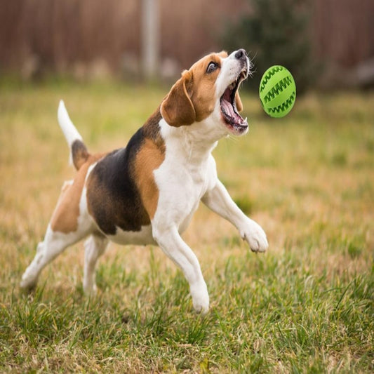 Interactive Rubber Balls Chewing Toys
